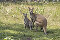 * Nomination Agile wallabies (Notamacropus agilis) male and juvenile --Charlesjsharp 09:38, 9 January 2024 (UTC) * Promotion  Support Good quality. --GoldenArtists 16:09, 9 January 2024 (UTC)