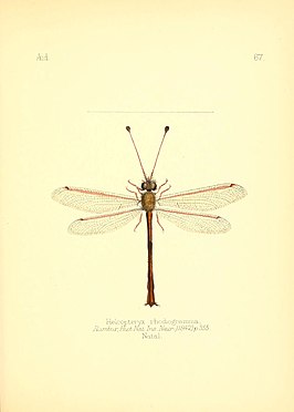Helcopteryx rhodiogramma