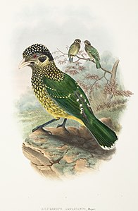 Ailuroedus arfakianus - Les oiseaux de Nouvelle-Guinée.jpg