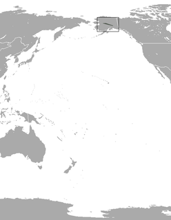 Alaska tiny shrew Species of mammal