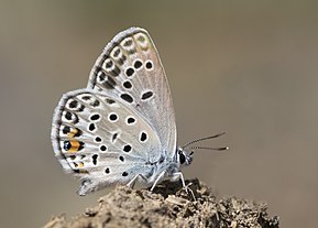 Bu görüntünün açıklaması, aşağıda da yorumlanmıştır