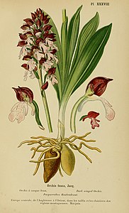 plate 38 Orchis fusca Orchis purpurea