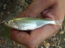 Alburnus arborella.jpg