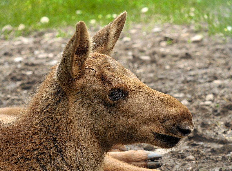 File:Alces alces (juvenile).jpg