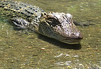 An American alligator. Alligator close-up.jpg