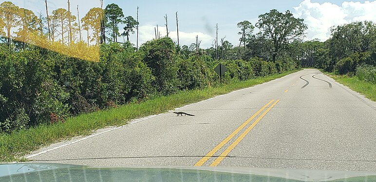 Alligator jaywalking.