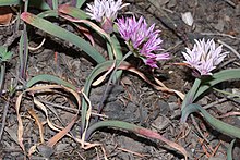 Allium crenulatum (Asparagales), an onion, with typical monocot perianth and parallel leaf venation Allium crenulatum 5231.JPG