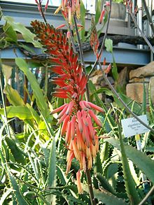 Aloe elgonica Çiçeklenme BotGardBln0906b.JPG