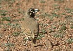 Thumbnail for Thick-billed lark