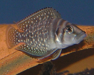 <i>Altolamprologus</i> Genus of fishes