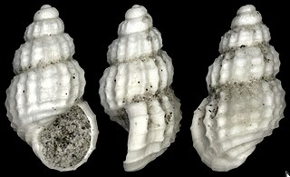 <i>Alvania testae</i> Species of gastropod