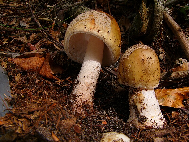 File:Amanita rubescens (34).jpg