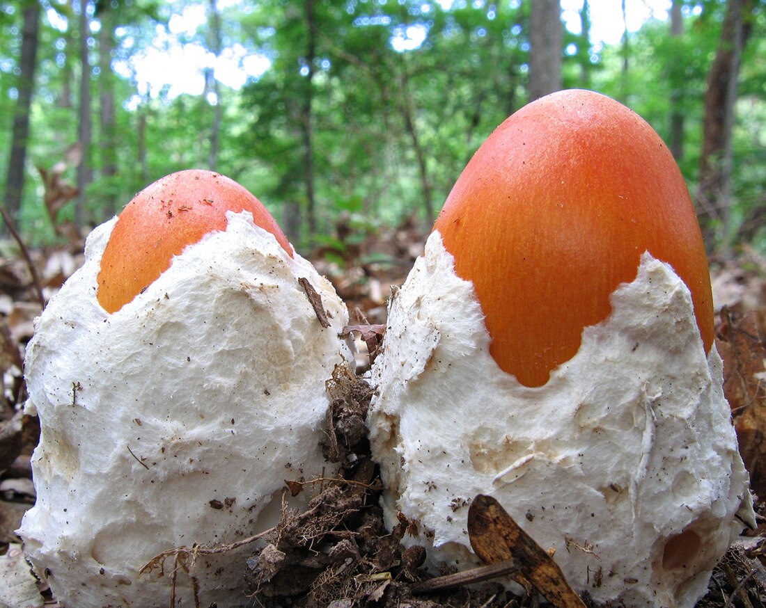 File:Amanita stirps Hemibapha 45069.jpg