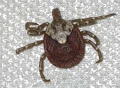 Description de l'image Amblyomma testudinarium タカサゴキララマダニ.jpg.