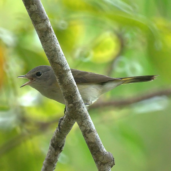 File:American Redstart (5272721957).jpg