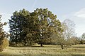 * Nomination: Nature reserve and FFH area 'Amerikafeld und Schindkaute bei Steinheim' --KaiBorgeest 21:15, 16 July 2022 (UTC) Which trees are these? Probably OK with more information. Yann 22:29, 23 July 2022 (UTC) The big tree in the middle is probably some kind of tilia.--KaiBorgeest 20:44, 26 July 2022 (UTC) * * Review needed