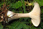 Ampulloclitocybe.clavipes4.-.lindsey.jpg