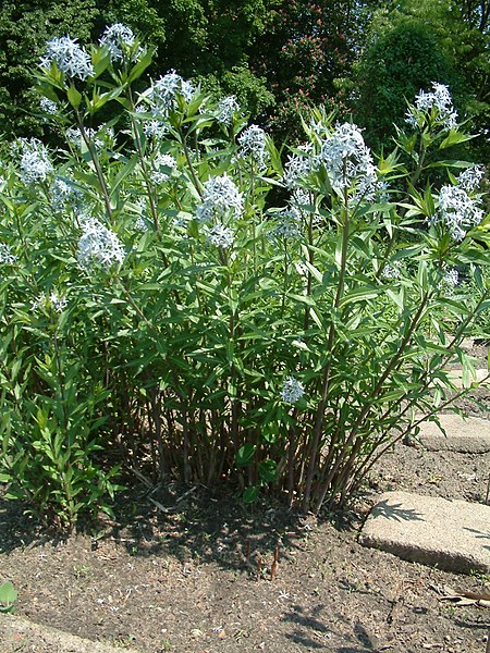 Amsonia tabernaemontana