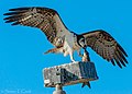 An Osprey and her fish (50960665228).jpg
