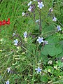 Anchusa strigosa לשון פר סמורה