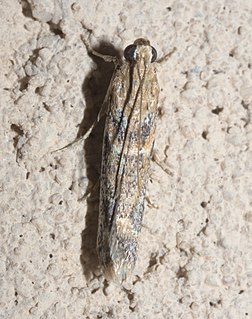 <i>Ancylosis morrisonella</i> Species of moth