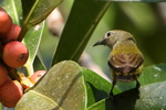 Thumbnail for File:Andaman Flowerpecker.png