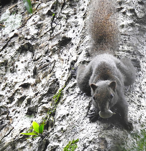 File:Animal Red-bellied squirrel Callosciurus erythraeus 02.jpg