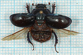 Anoplotrupes stercorosus-v.jpg