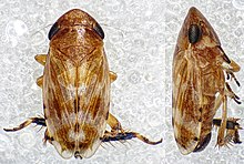 Anoscopus albifrons (50158072786).jpg