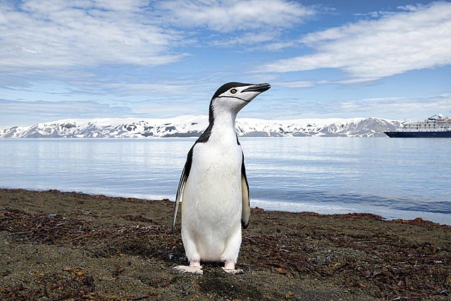 פינגווין רצועת הסנטר ממשפחת הפינגוויים החי באנטארקטיקה והאיים הסמוכים לה. מקור שמם הוא מהרצועה השחורה הצרה הנמצאת מתחת לראשיהם, והמבחינה אותם בקלות ממינים אחרים.