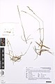 Anthosachne kingiana multiflora (Endl.) Govaerts (AM AK356312-1).jpg