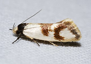 <i>Antipterna trilicella</i> Species of moth