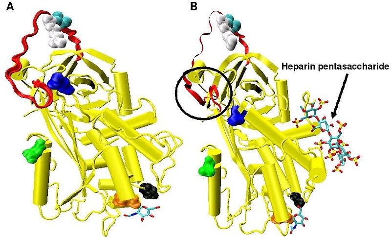 File:Antithrom+heparin.jpeg