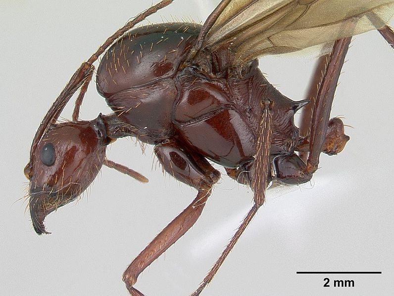 File:Aphaenogaster swammerdami casent0000523 profile 1.jpg