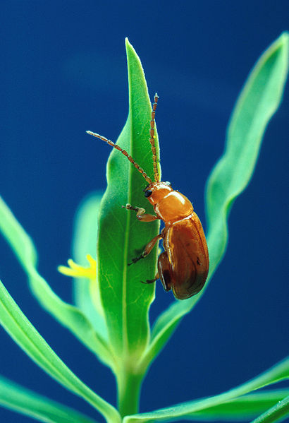 File:Aphthona flava flea beetle.jpg