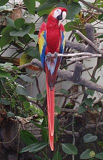 Scarlet macaw Species of bird