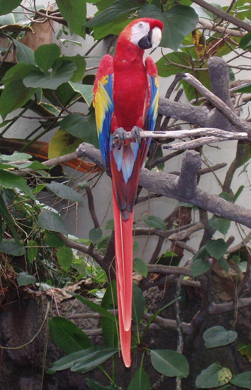 Scarlet macaw - Wikipedia