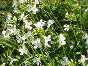 Arabis procurrens