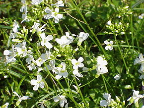 Arabis procurrens1.jpg görüntüsünün açıklaması.