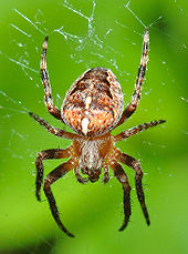 European Garden Spider Wiktionary