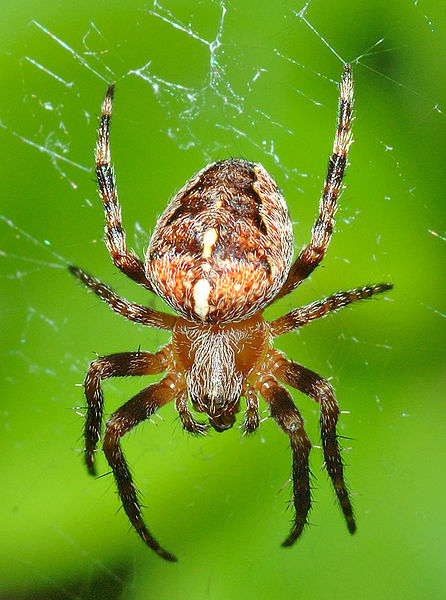 File:Araneus diadematus (aka).jpg