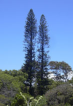 Araucaria columnaris (Cook Pine)