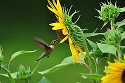 A female ruby-throated hummingbird (Archilochus colubris) feeds on nectar from a sunflower (Helianthus annuus) Archilochus colubris - by jeffreyw - 002.jpg