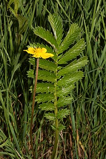 <i>Argentina anserina</i> species of plant