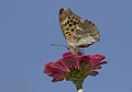 Argynnis paphia - Silver-washed Fritillary - Cengaver 13.jpg