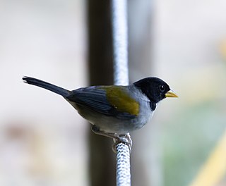 <span class="mw-page-title-main">Golden-winged sparrow</span> Species of bird