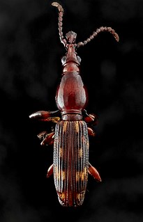 <i>Arrenodes minutus</i> Species of beetle