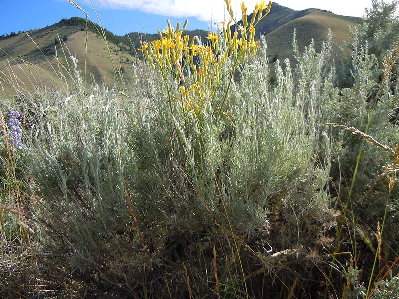 File:Artemisia tripartita (5446054442).jpg