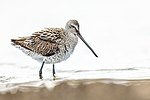 Thumbnail for Asian dowitcher