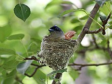 Female leucogaster on nest Asian Paradise Flycatcher- Female at nest in Himachal I IMG 3022.jpg